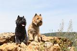 CAIRN TERRIER 140